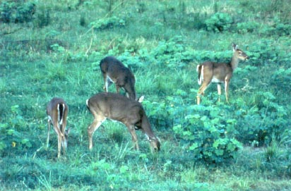 deer browsing