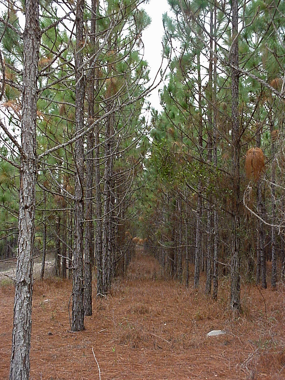 pine straw plantation